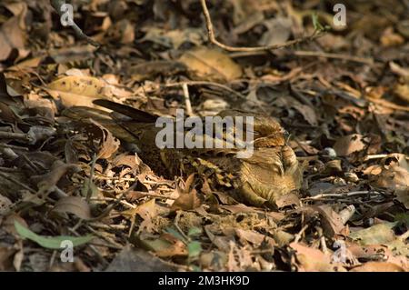 Horsfields Nachtzwaluw slapend op bosbodem; grande-tailed Nightjar dormire sul pavimento della foresta Foto Stock