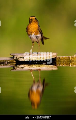 Roodborst bij drinkplaats Europeo di Robin al sito potabile Foto Stock