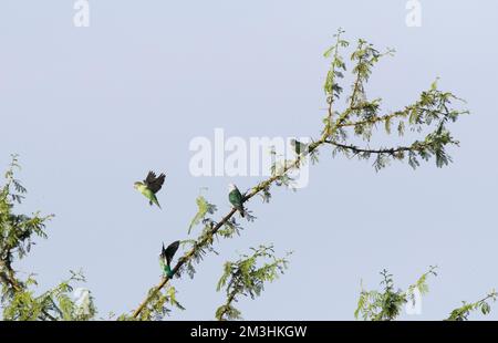 Grijskopagapornis; a testa grigia (Lovebird Agapornis canus) Foto Stock