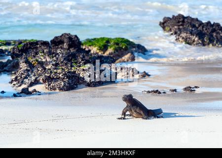 Galapagos Marine Iguana (Amblyrhynchus cristatus) sulla spiaggia di Cerro Brujo (collina del mago), l'isola di San Cristobal, il parco nazionale delle Galapagos, Ecuador. Foto Stock