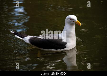 Primo piano di Kelp Gull (Larus dominicanus) a Sydney, NSW, Australia (Foto di Tara Chand Malhotra) Foto Stock