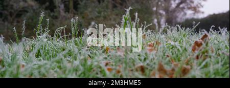 Particolare delle lame di erba verde su un prato coperto di gelo in inverno Foto Stock