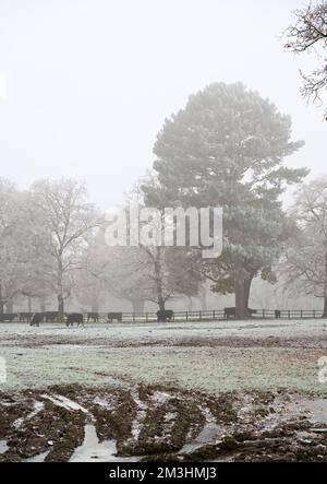 Scena invernale: Nebbia, giorno nebbioso; querce autunnali brune; bestiame che pascola in un campo coperto di gelo e neve, con piste fangose nel prato. Un e Foto Stock