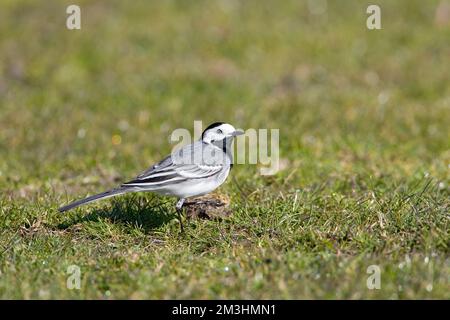 White Wagtail camminando sulla terra; Witte Kwikstaart lopend op de grond Foto Stock