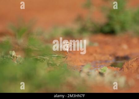 Mannetje Kneu; maschio Linnet comune (Carduelis cannabina) Foto Stock