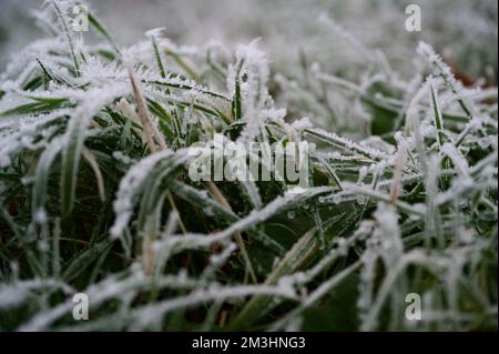 Primo piano di cristalli di ghiaccio su lame di erba dopo un brina di bue copre il prato. Ogni foglia verde è rivestita con una sottile spolveratura come neve. Foto Stock