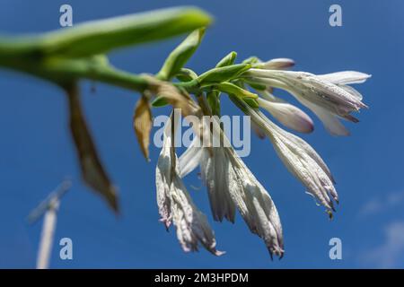 Fiori di tulipano appassiti e appassiti su uno sfondo di cielo blu Foto Stock