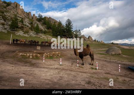 Animali da fattoria in piedi fuori nella campagna mongola. Mucche e un cammello su un piede in Mongolia rurale. Foto Stock