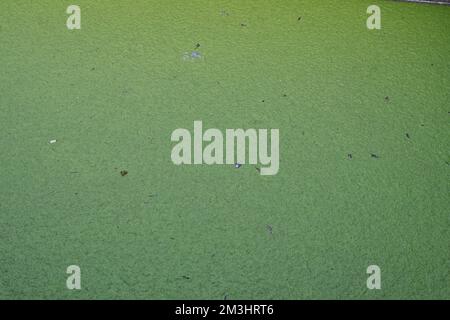 Strato verde di alghe in acqua di soggiorno come sfondo con un sacco di spazio di copia osservato dalla parte superiore. Foto Stock