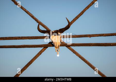 Vecchie teste di yak cranio appeso alla recinzione, cielo blu sullo sfondo. Bufala cranio usato come una lampada ombra penzolante su una tavola di legno. Foto Stock