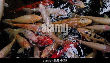 Pesci Koi, Cyprinus caprio rubrofuscus nuotare con riflessi e piccole onde sulla superficie. Gruppo di pesci colorati. Carpa fantasia nello stagno Foto Stock