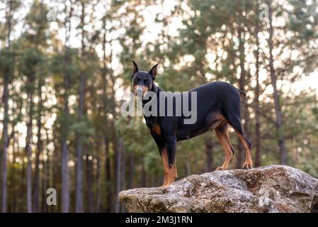 Doberman Pinscher all'aperto in un parco. bella dobie femminile al tramonto. Spighe di prodotto piccole con catena. Nero e ruggine, cane abbronzante all'esterno. burreed Foto Stock