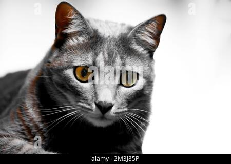 Un primo piano di un carino gatto Shorthair americano sullo sfondo bianco Foto Stock