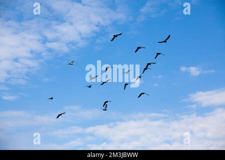 Un gregge di colombe volanti nel cielo. Una foto Foto Stock