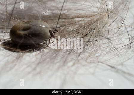 Enorme tick lordo, su pelliccia, primo piano di un parassita con spazio copia Foto Stock