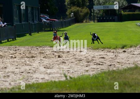 3 cani da caccia che arrivano a tutta velocità nell'ultimo rettilineo della loro corsa su una pista di levrieri in Belgio Foto Stock