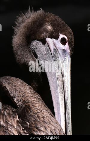 Una specie pellicana bruna vista nel suo habitat durante un programma di conservazione delle specie, lo zoo ha 1803 animali in cattività allo zoo di Chapultepec. Foto Stock