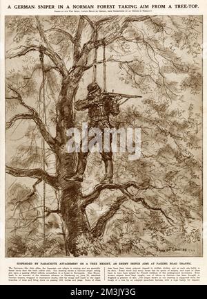 Cecchino tedesco, sospeso in un albero da un attaccamento in stile paracadute, prendendo di mira le vicine truppe alleate, Normandia, 1944. La fune a sinistra del cecchino è stata predisposta per una rapida discesa, se necessario. Foto Stock