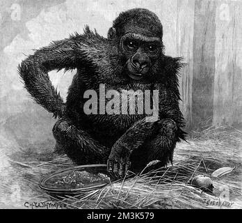 Gorilla allo zoo di Londra, 1887 Foto Stock