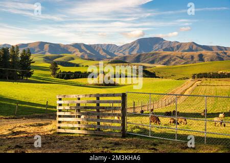 Allevamento di pecore in campagna remota del Monte Michael Road, Fairlie Foto Stock