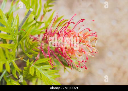 Pianta nativa australiana di grevillea con fiori rossi all'aperto, ripresa ravvicinata a profondità di campo poco profonde Foto Stock