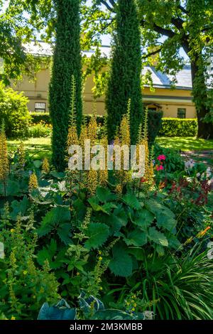 Una combinazione vincente di una varietà di fiori e alte infiorescenze gialle del bouzulnik nel giardino botanico Foto Stock