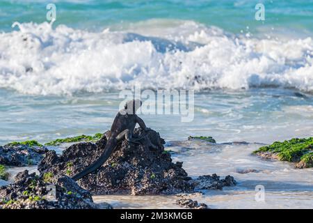 Galapagos Marine Iguana (Amblyrhynchus cristatus) sulla spiaggia Cerro Brujo (Wizard's Hill) pronta per le immersioni, San Cristobal, parco nazionale delle Galapagos, Ecuador. Foto Stock