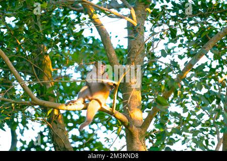 Un macaco taiwanese siede su un tronco d'albero. La luce del sole colpisce il suo corpo. L'espressione della faccia della scimmia è molto carina. Taiwan Foto Stock