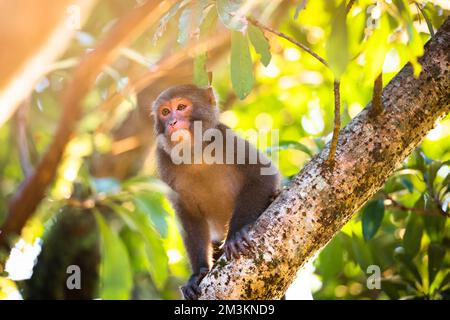 Un macaco taiwanese siede su un tronco d'albero. La luce del sole colpisce il suo corpo. L'espressione della faccia della scimmia è molto carina. Taiwan Foto Stock