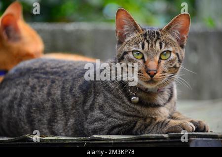 Un gatto grigio tabby con una campana, guardando dritto. Houtong Cat Village. Raccomandato dalla CNN come uno dei sei migliori posti di osservazione di gatti al mondo. Foto Stock