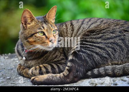 Un gatto tabby fissò dritto. Houtong Cat Village. Raccomandato dalla CNN come uno dei sei migliori posti di osservazione di gatti al mondo. New Taipei, Taiwan Foto Stock