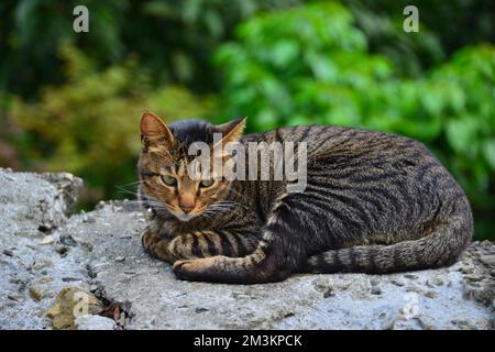 Un gatto tabby fissò dritto. Houtong Cat Village. Raccomandato dalla CNN come uno dei sei migliori posti di osservazione di gatti al mondo. New Taipei, Taiwan Foto Stock