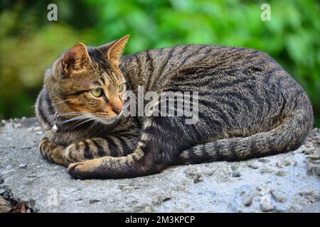 Un gatto tabby fissò dritto. Houtong Cat Village. Uno dei sei migliori posti per l'osservazione dei gatti al mondo. New Taipei, Taiwan Foto Stock