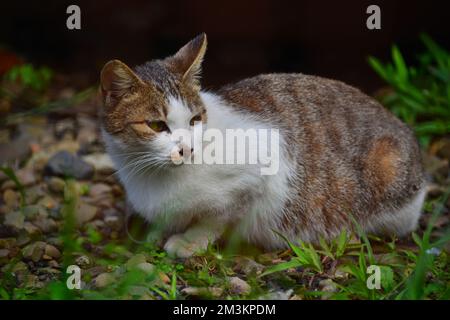 Un gatto tabby siede sull'erba. Houtong Cat Village. Raccomandato dalla CNN come uno dei sei migliori posti di osservazione di gatti al mondo. New Taipei, Taiwan Foto Stock