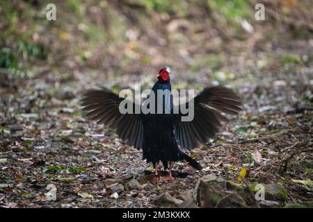 Fagiano di Svensson adulto maschio (Lophura swinhoii) secretivo, bello fagiano endemico nelle montagne di Taiwan. Yilan County, Taiwan. 2022. Foto Stock