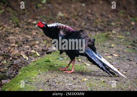 Fagiano di Svensson adulto maschio (Lophura swinhoii) secretivo, bello fagiano endemico nelle montagne di Taiwan. Yilan County, Taiwan. 2022. Foto Stock