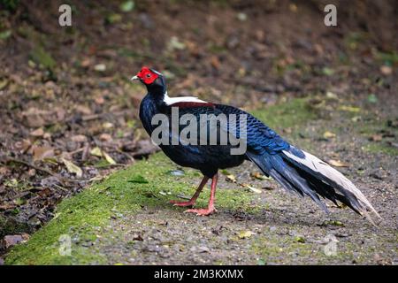 Fagiano di Svensson adulto maschio (Lophura swinhoii) secretivo, bello fagiano endemico nelle montagne di Taiwan. Yilan County, Taiwan. 2022. Foto Stock