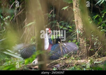 Fagiano di Svensson adulto maschio (Lophura swinhoii) secretivo, bello fagiano endemico nelle montagne di Taiwan. Yilan County, Taiwan. 2022. Foto Stock