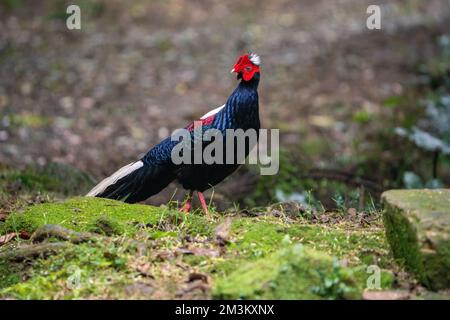 Fagiano di Svensson adulto maschio (Lophura swinhoii) secretivo, bello fagiano endemico nelle montagne di Taiwan. Yilan County, Taiwan. 2022. Foto Stock