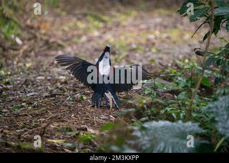 Fagiano di Svensson adulto maschio (Lophura swinhoii) secretivo, bello fagiano endemico nelle montagne di Taiwan. Yilan County, Taiwan. 2022. Foto Stock