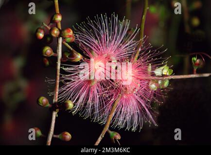 Barringtonia racemosa o fiore di puff in polvere di notte. Fiori esotici rosa. Corde di fiori appendono dagli alberi come fuochi d'artificio. Yilan, Taiwan. Foto Stock