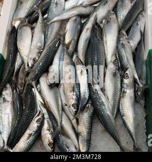 Sgombri in stalla di pesce nel mercato di Sanary-sur-mer, Francia. Foto Stock