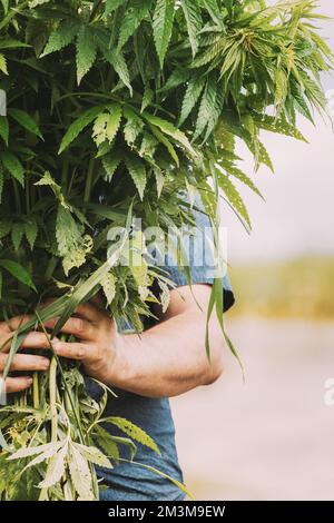 Man Holding Heap Bunch Legale Marijuana Verde Cannabis Sprout nelle sue mani. Cannabis bella Marijuana Cannabis pianta. Primo piano Foto Stock