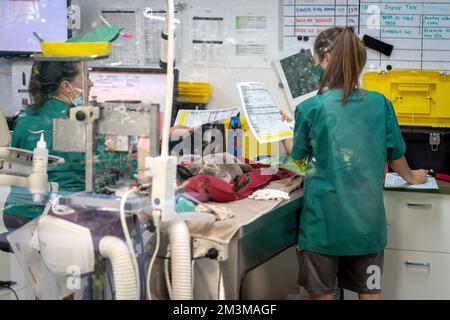 Gold Coast, Queensland, Australia - Medici che eseguono controlli di routine su un koala al Currumbin Wildlife Sanctuary Foto Stock