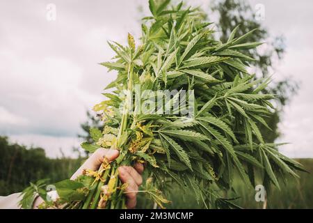 Man Holding Heap Bunch Legale Marijuana Verde Cannabis Sprout nelle sue mani. Cannabis bella Marijuana Cannabis pianta. Primo piano Foto Stock