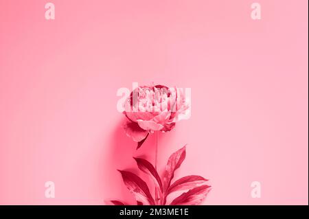 un fiore di peonia in piena fioritura di vivace colore rosa isolato su sfondo viola pallido. disposizione piatta, vista dall'alto, mockup e spazio per il testo. tonico in viva mag Foto Stock