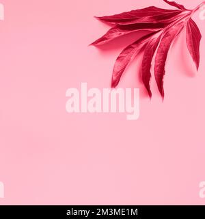 un colore rosa foglia di peonia isolato su sfondo viola chiaro. quadrato. disposizione piatta, vista dall'alto, mockup e spazio per il testo. tonalità magenta viva, colore tendenza Foto Stock