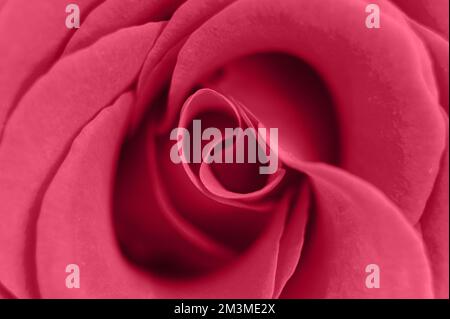 fiore di rosa rosso in piena fioritura zoomed dentro. rosa petali viola di rosa primo piano. tonato in viva magenta, colore trend dell'anno 2023 Foto Stock