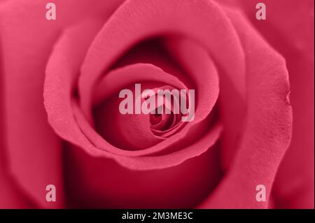 fiore di rosa rosso in piena fioritura zoomed dentro. rosa petali viola di rosa primo piano. tonato in viva magenta, colore trend dell'anno 2023 Foto Stock