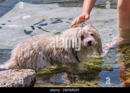 Lap dog chilling e riposo nella fontana della città Foto Stock